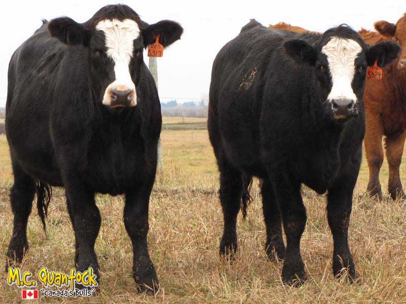 Black Angus Cattle For Sale In Texas 85