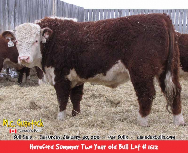 Horned Hereford Bulls For Sale in 2015
