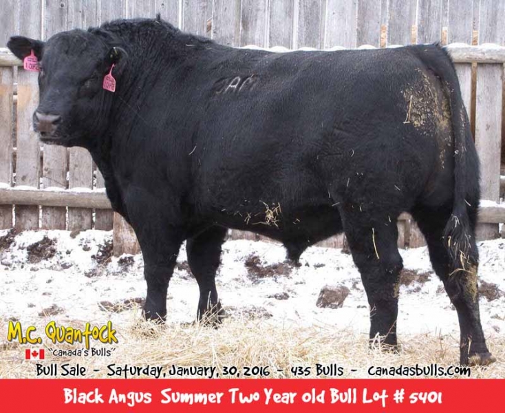 Black Angus Bulls For Sale In 2016