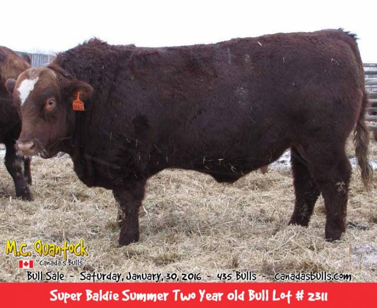 Super Baldie Bulls For Sale by MC Quantock in BC AB SK MB