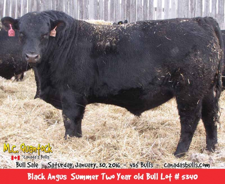 Black Angus Bulls For Sale In 2016