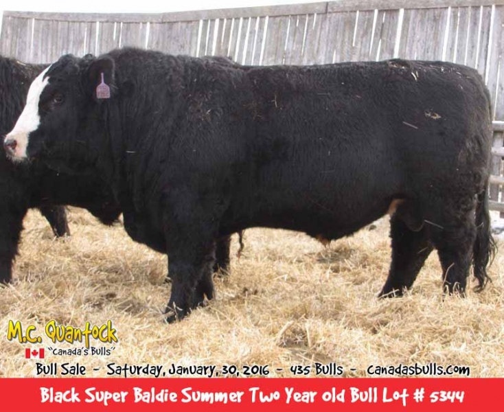 Black Super Baldie Bulls For Sale from MC Quantock BC AB SK MB