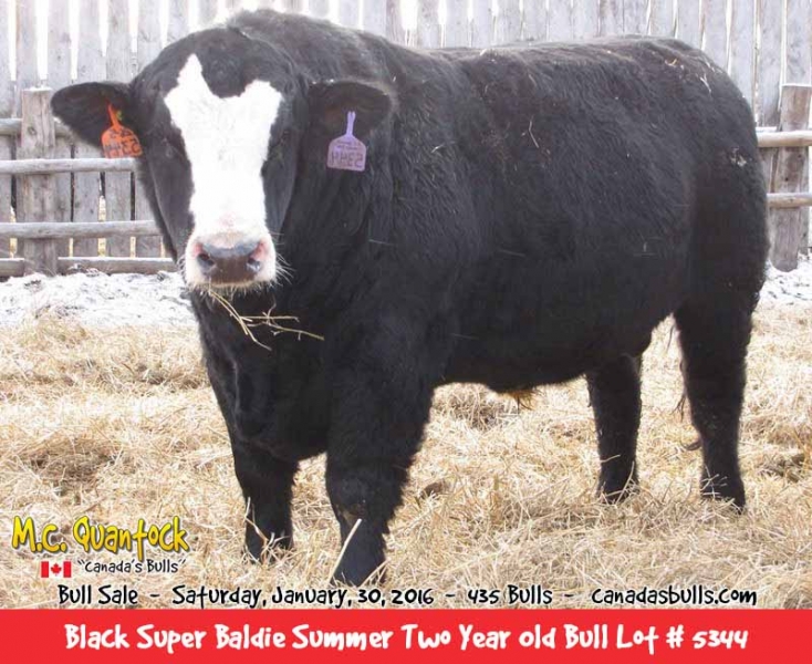 Black Super Baldie Bulls For Sale from MC Quantock BC AB SK MB