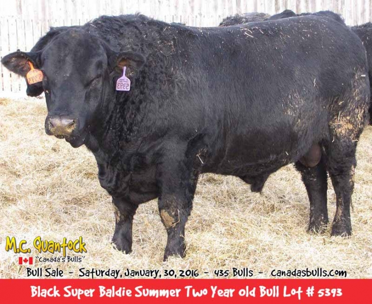 Black Super Baldie Bulls For Sale from MC Quantock BC AB SK MB