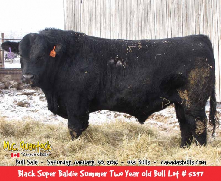 Black Super Baldie Bulls For Sale from MC Quantock BC AB SK MB