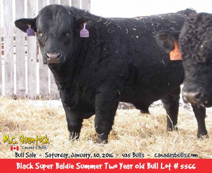 Black Super Baldie Bulls For Sale from MC Quantock BC AB SK MB