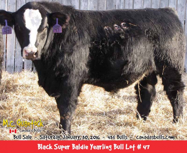 Black Super Baldie Bulls For Sale from MC Quantock BC AB SK MB