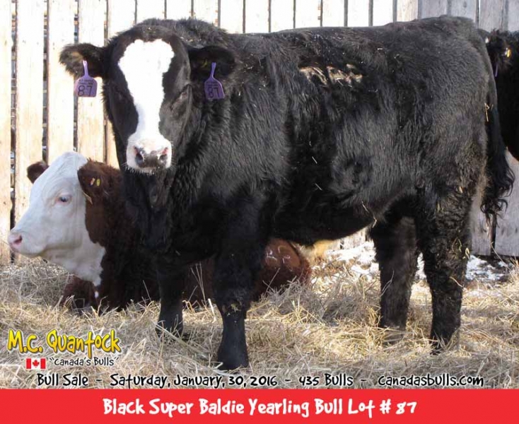 Black Super Baldie Bulls For Sale from MC Quantock BC AB SK MB