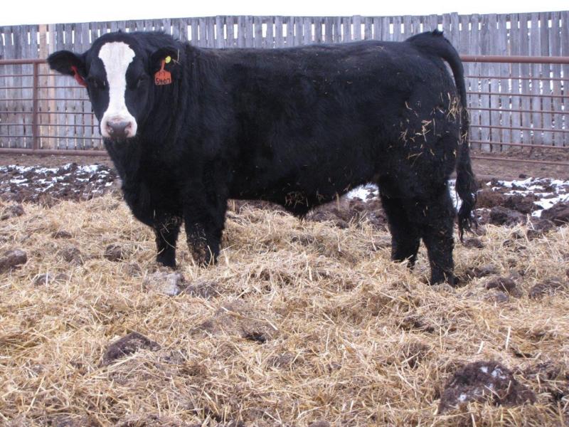 Black Super Baldie Bulls For Sale from MC Quantock BC AB SK MB