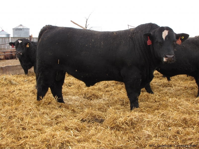 Black Super Baldie Bulls For Sale from MC Quantock BC AB SK MB