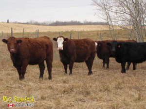 Red Angus Gelbvieh Black Angus Simmental Cattle For Sale
