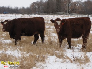 red angus x simmental bred heifers