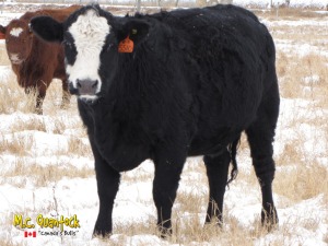 black angus x simmental bred heifers