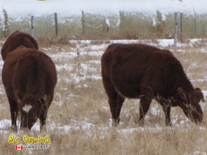 red angus x simmental bred heifers