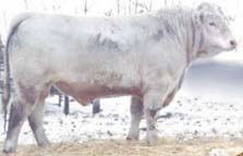 Charolais Bull