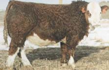 H-2 Bull