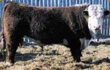 Hereford Bull