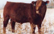 Red Angus Bull