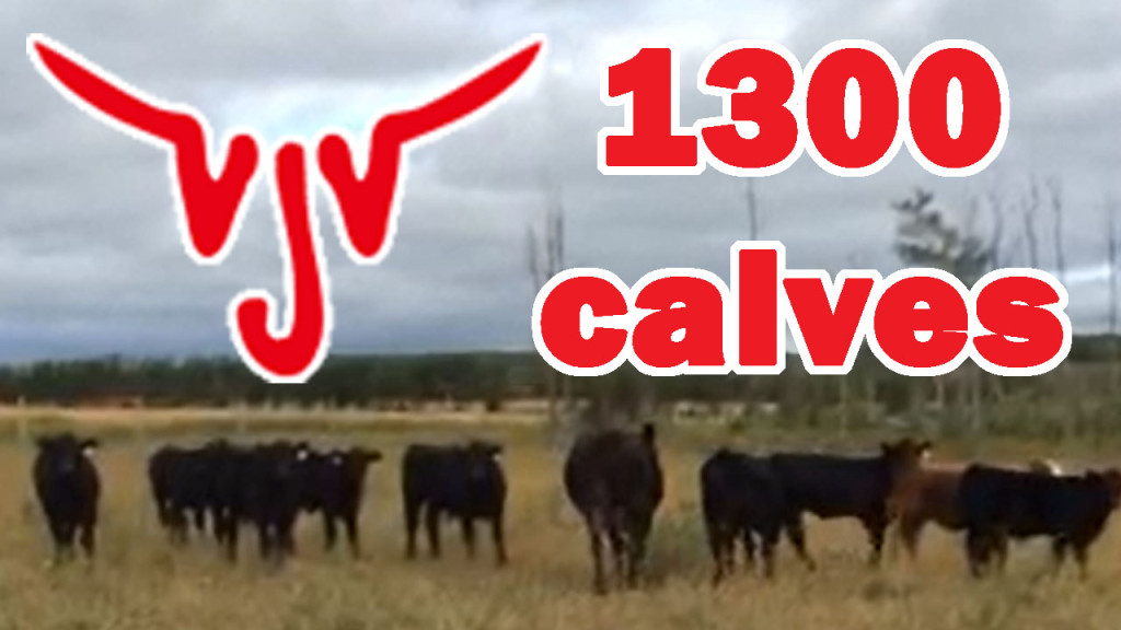 1300 Calves VJV Auction Mart Dawson