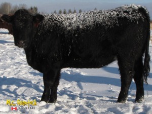 black angus x simmental bred heifers