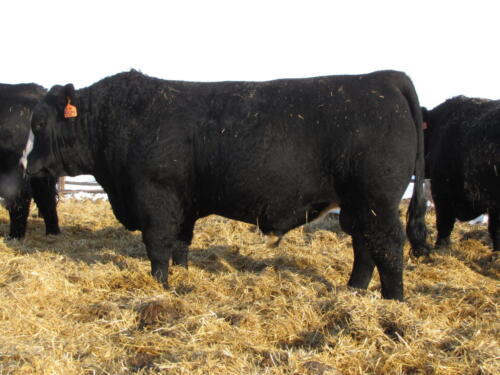 BSB-5527-3