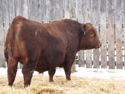 RA-unidentified-bull