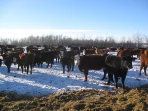 Tellier Heifers Cows For Sale Bonnyville Alberta