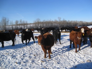 Tellier Heifers Cows For Sale Bonnyville Alberta